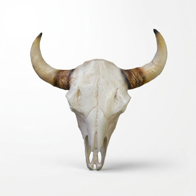 Bullenschädel Stierkopf Wand Skulpturen Höhe 64 cm Deko Figur Skelett Schädel